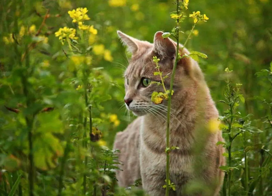 Factors Affecting Feral Cats Life Expectancy