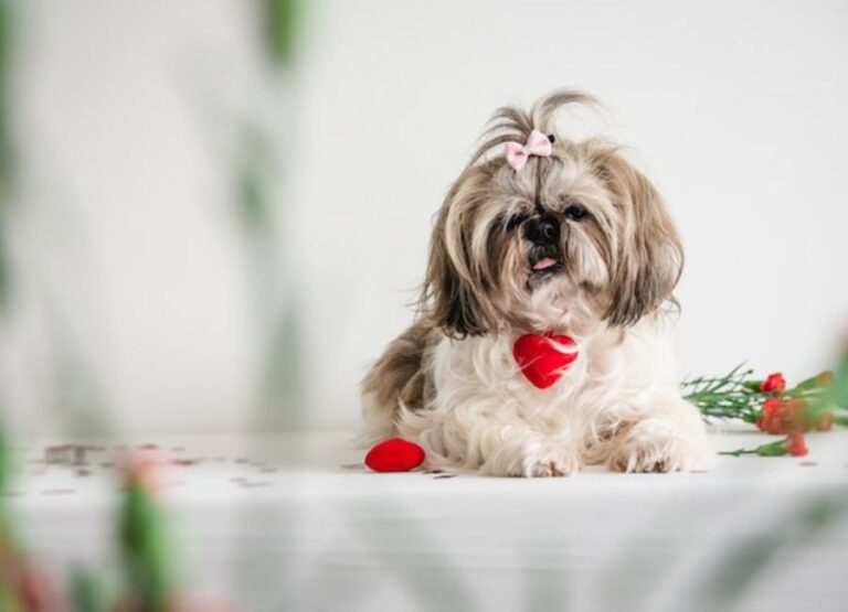 9 Reasons For Shih Tzu Licking Paws & Tips