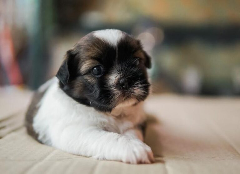 Important Shih Tzu Puppy Care Tips
