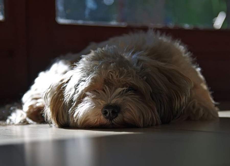 What Do Havanese Usually Die From