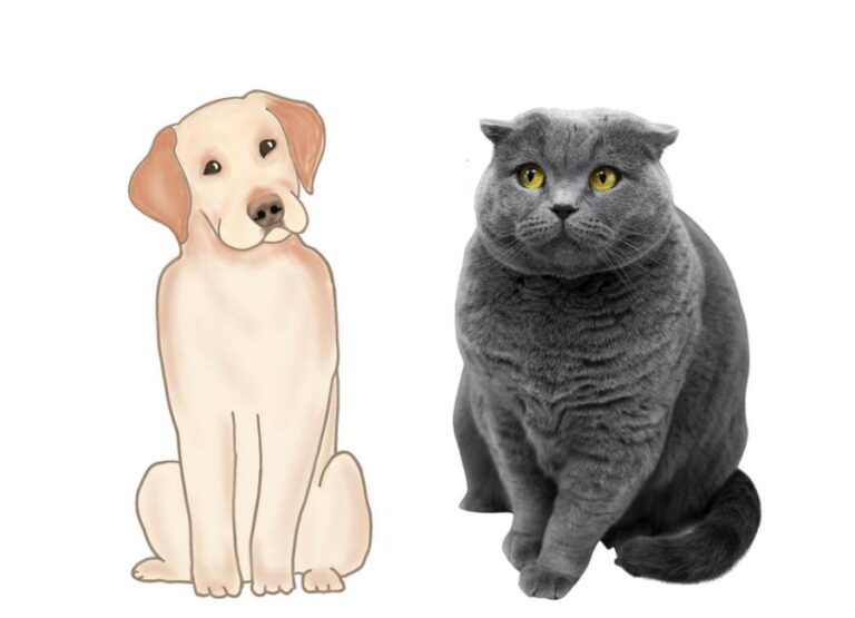 Are British Shorthair Cats Good With Dogs