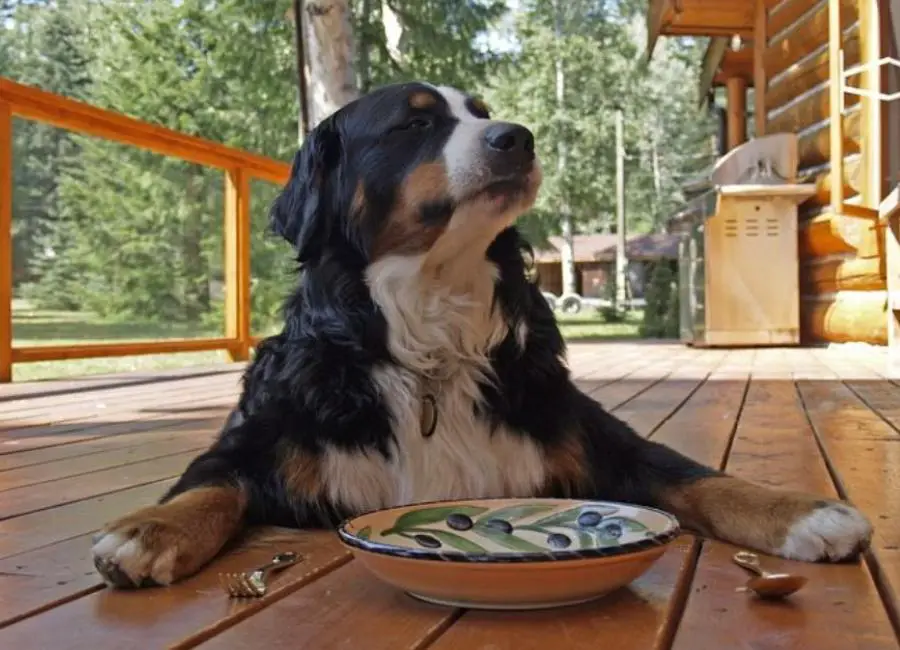 Bernese Mountain Dog