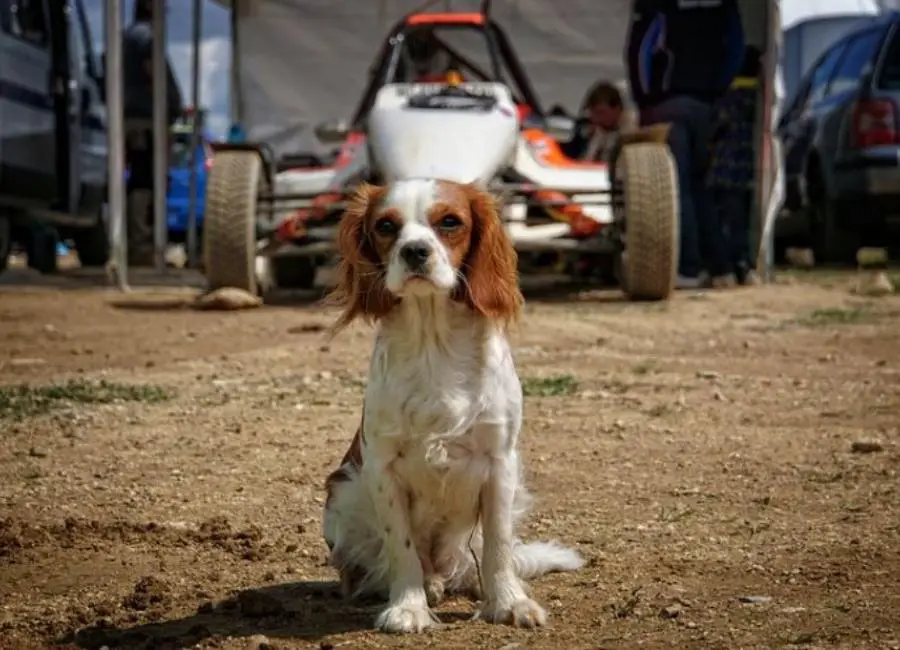 Cavalier King Charles Spaniel