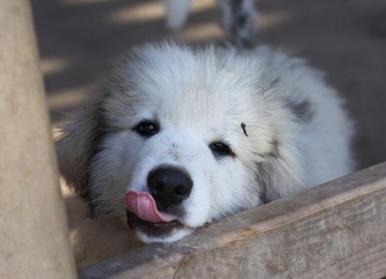 Crate Training Great Pyrenees