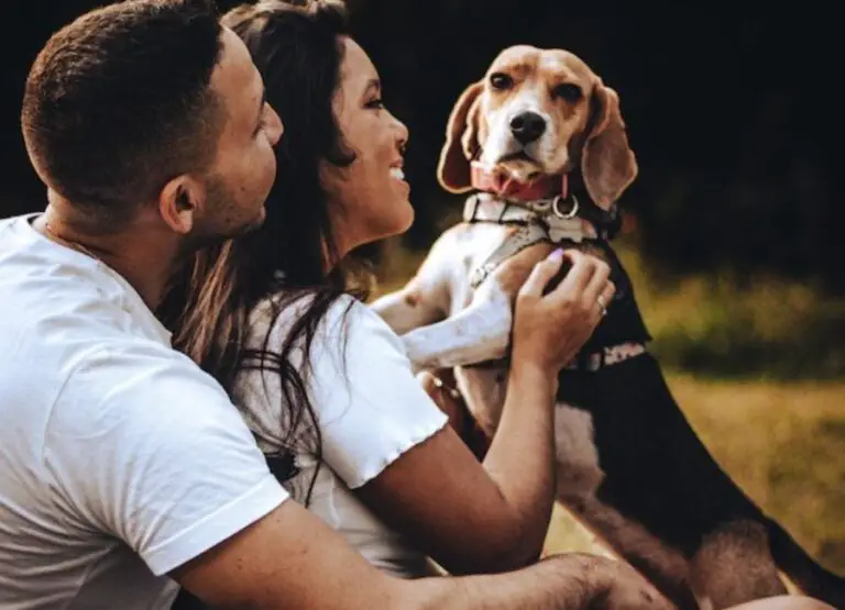 Do Beagles Like To Cuddle [Helpful Tips]