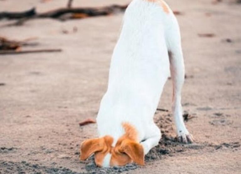 Do Beagles Like To Dig [9 Reasons Beagles Dig]