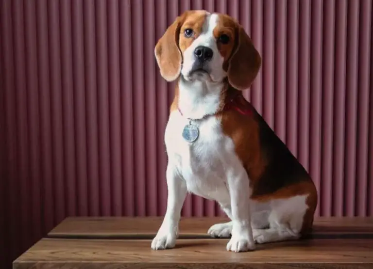 Do Beagles Shed [9 Reasons They Shed]