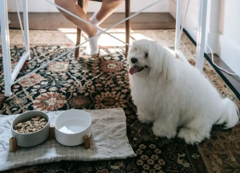 Dog Guarding Food But Not Eating [9 Reasons & Tips]