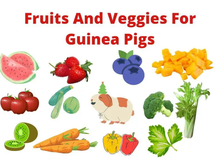 Fruits And Veggies For Guinea Pigs