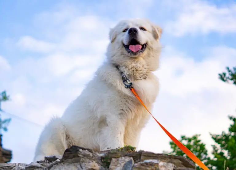 11 Common Great Pyrenees Behavior Problems With Solutions