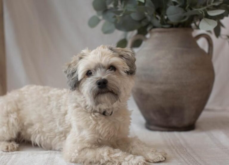 9 Causes Of Havanese Shedding & Controls