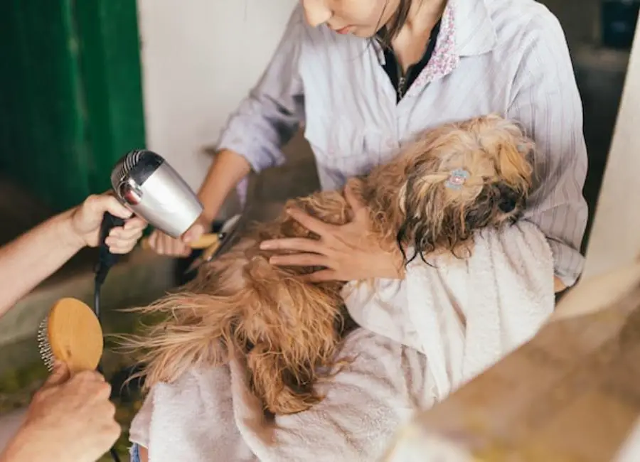 How To Control Dogs Shedding