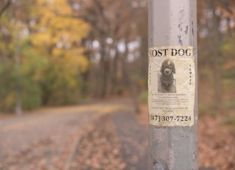 11 Tips On How to Find a Lost Dog
