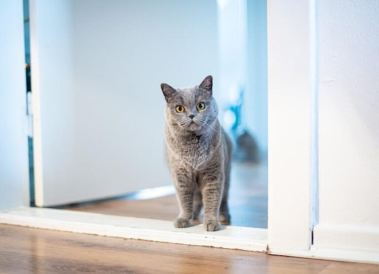 How to Help a Cat Adjust to New Home