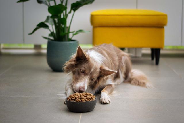 12 Top Importance of Proper Nutrition for Dogs