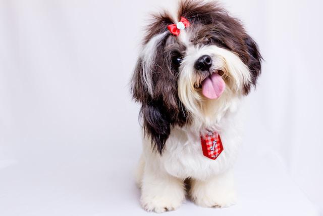 10 Causes of Shih Tzu Itching and Licking [Useful Tips]