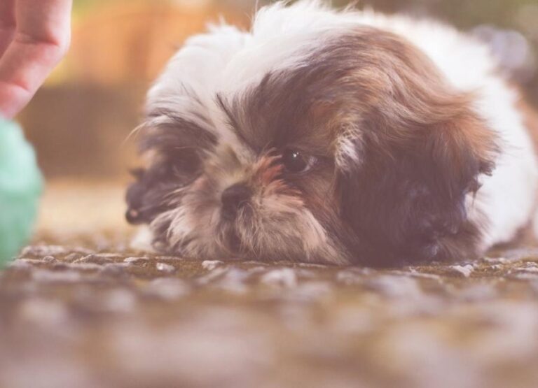 9 Signs of Shih Tzu Separation Anxiety [Causes & Tips]