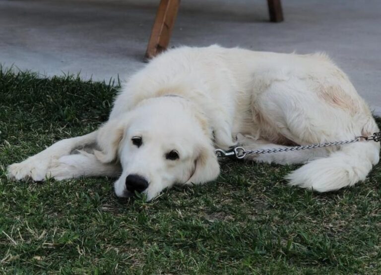 What Do Great Pyrenees Die From [9 Hints]