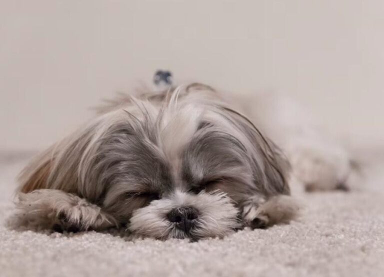 What Do Shih Tzus Usually Die From [10 Things]