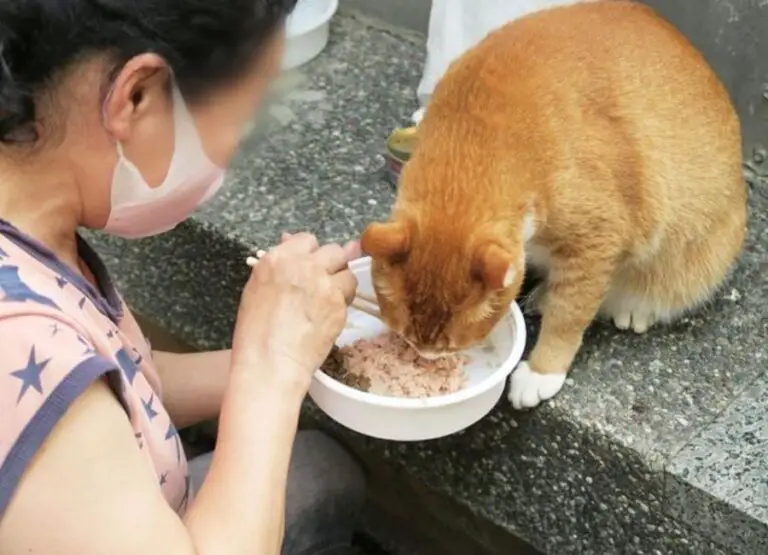 7 Tips On What to Feed a Cat with Diarrhea and Vomiting