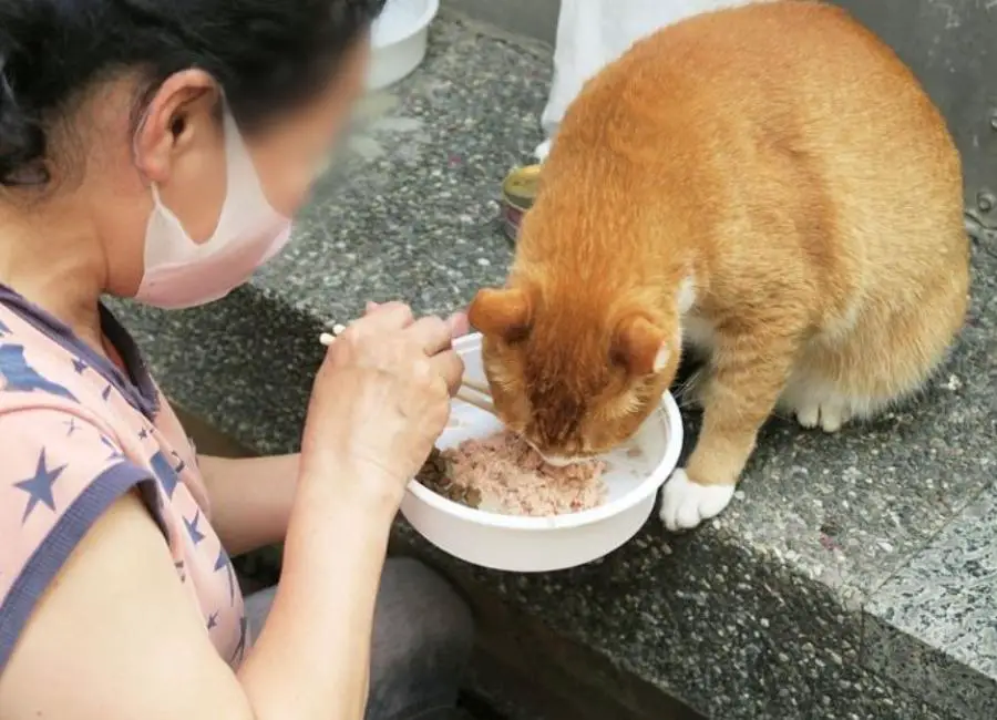 What to Feed a Cat with Diarrhea and Vomiting