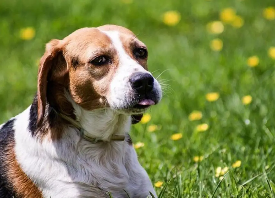 Why Beagles Are The Best Dogs
