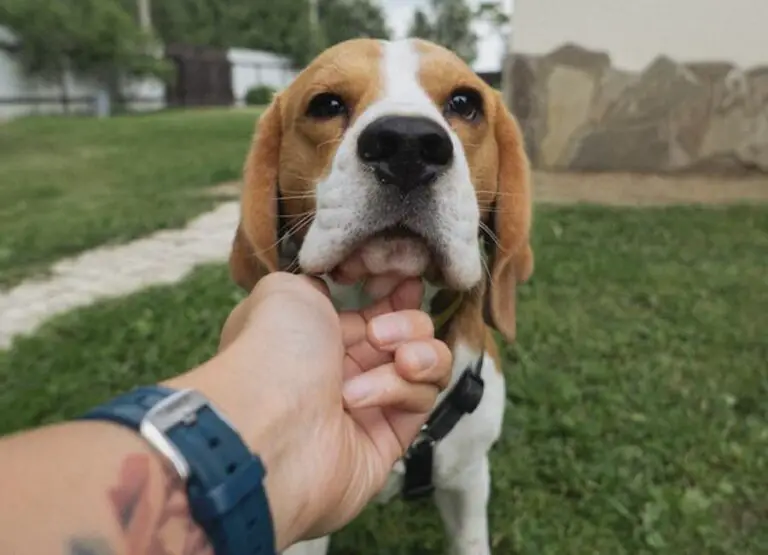Are Beagles Chewers [9 Reasons For Chewing]