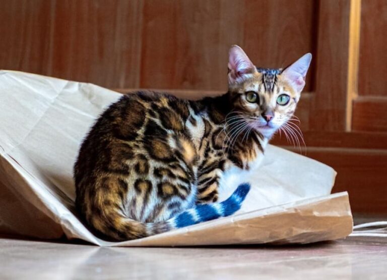 Are Bengal Cats Good Pets [Reasons To Get One]