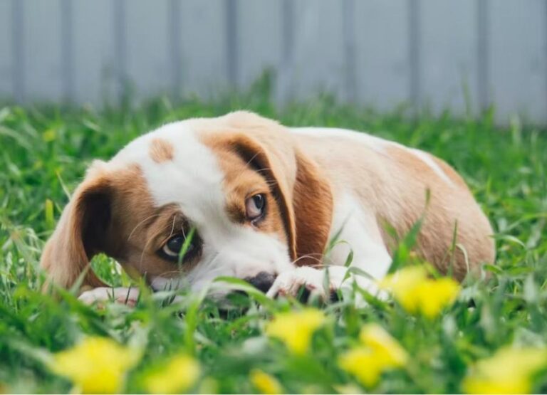 Understanding Beagle Diarrhea And Vomiting