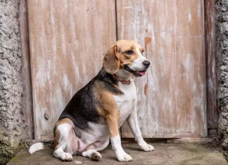 Beagle Lifespan [9 Factors to Consider]