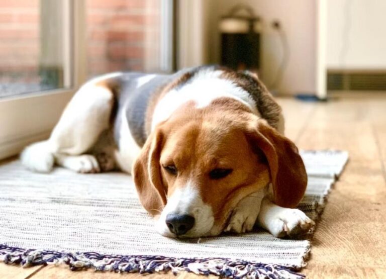 11 Most Common Beagle Sick Symptoms
