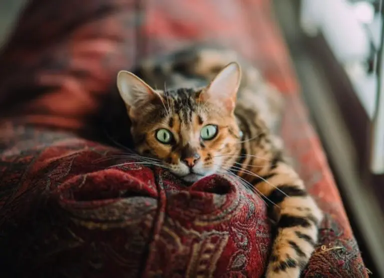 Are Bengal Cats Aggressive [11 Aggression Triggers]