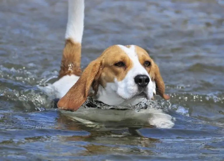 Can Beagles Swim [Helpful Tips]