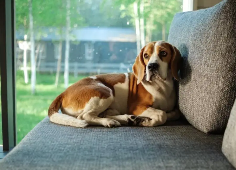 Cancer In Beagles Symptoms