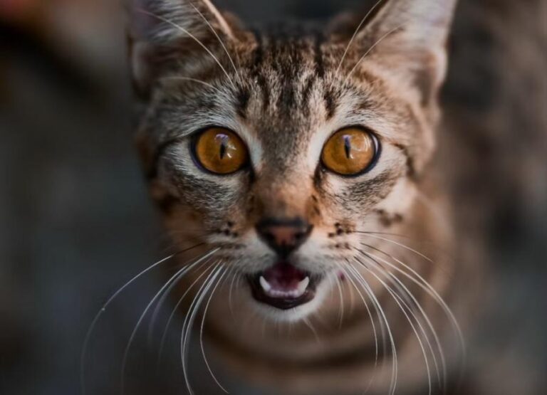 Don’t Get a Bengal Cat Until You See These 13 Reasons