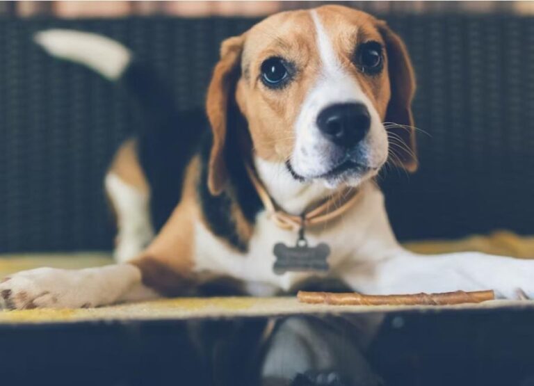 How To Discipline a Beagle