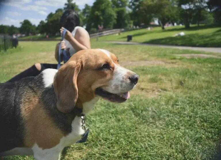 How To Socialize a Beagle [9 Useful Hints]