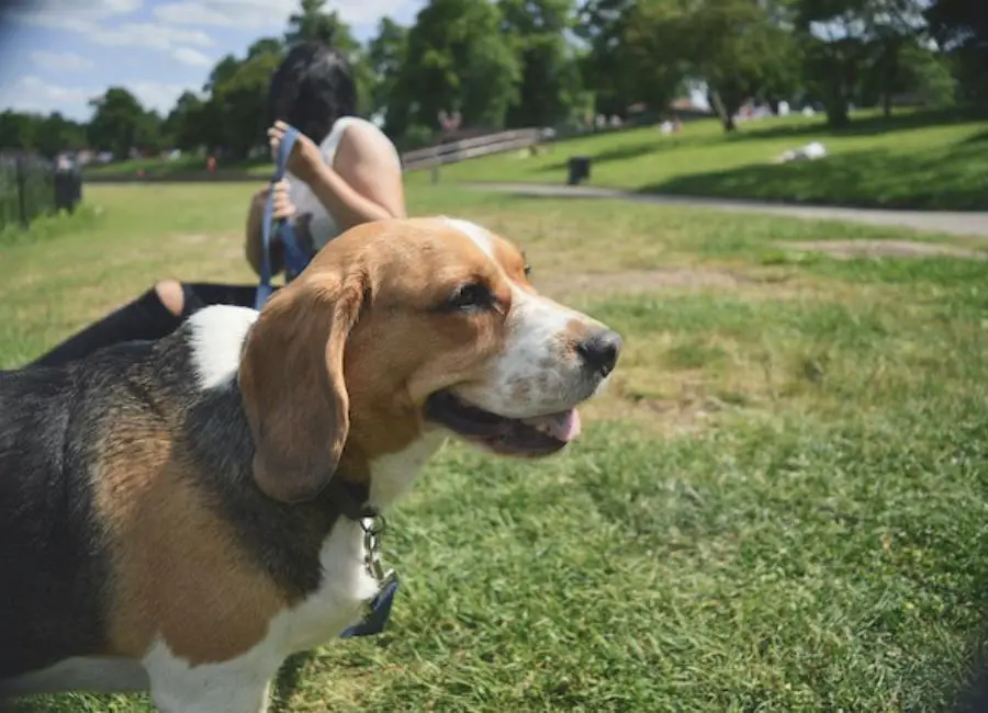 How To Socialize a Beagle