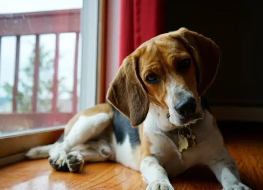 Older Beagle Health Issues