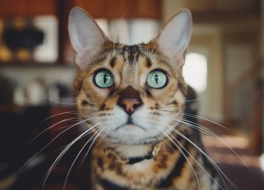 Reasons Why You Shouldn’t Get a Bengal Cat