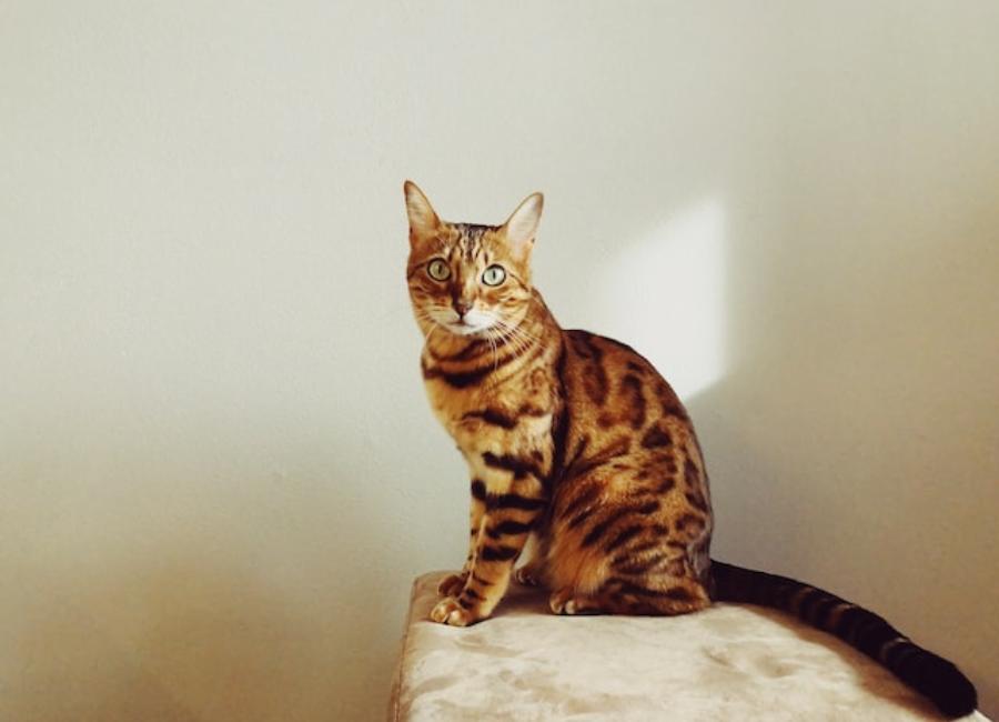 Reasons to get a Bengal cat