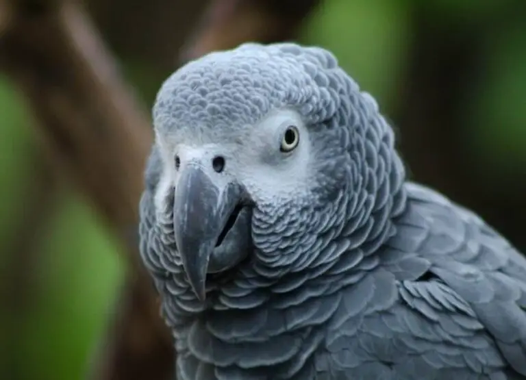 10 Common African Grey Parrot Health Issues
