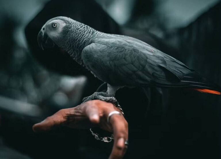 11 Common African Grey Parrot Sick Symptoms