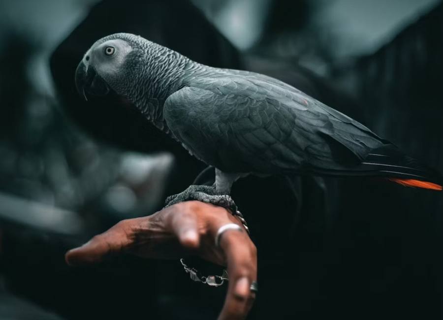 African Grey Parrot Sick Symptoms