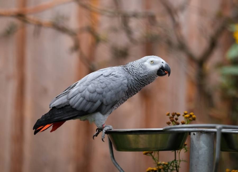 Signs of a Happy African Grey