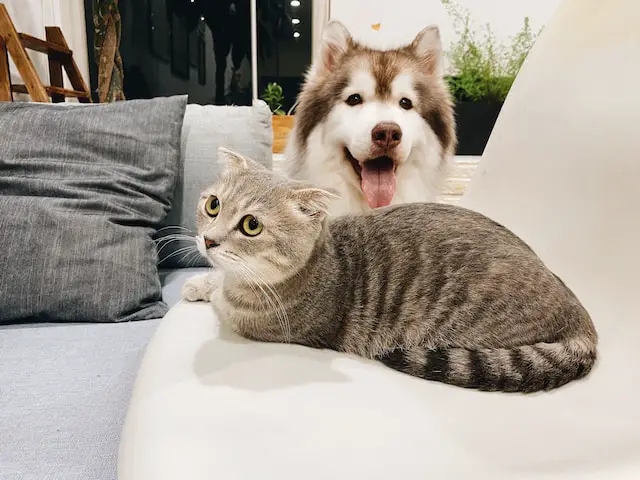 Dog and cat