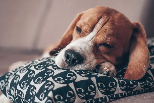 Causes of Death in Beagles
