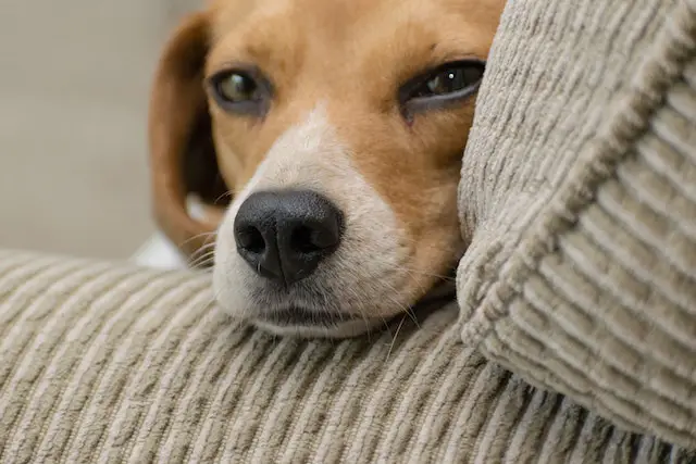 How to help beagles live longer and healthier