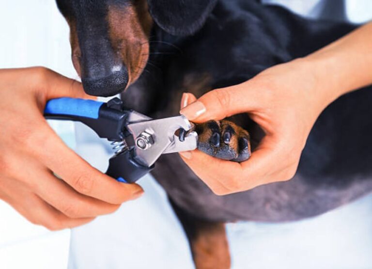 How to Trim Dog Nails [A Step-by-Step Guide]
