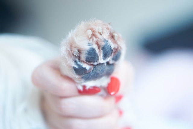 How to Treat a Broken Dog Nail [A Step By Step Guide]
